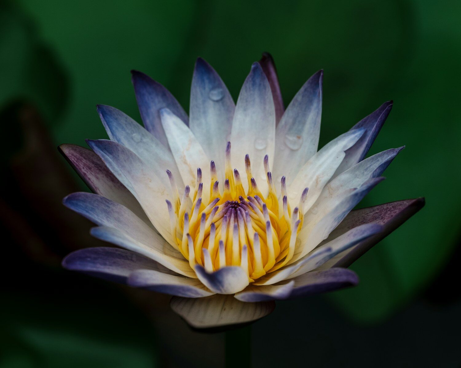 White and purple water lily with a vibrant yellow center.